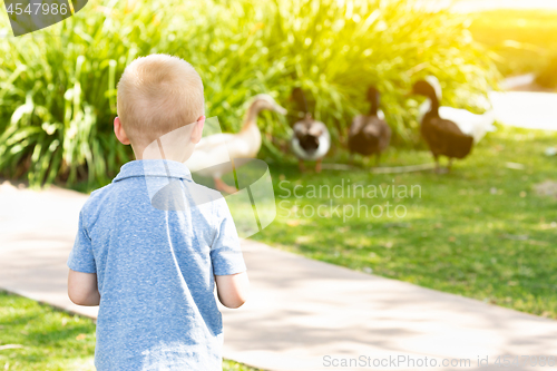 Image of Curious Young Boy Watching The Ducks At The Park
