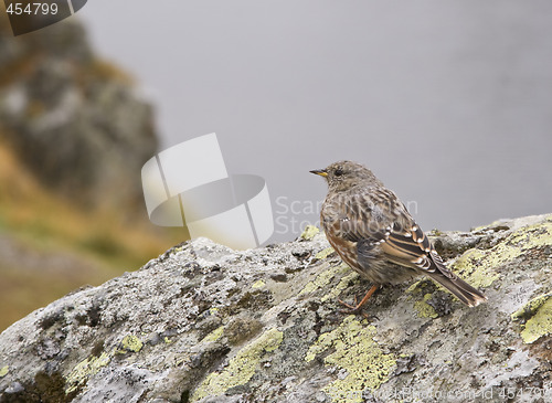 Image of Sparrow on a rock