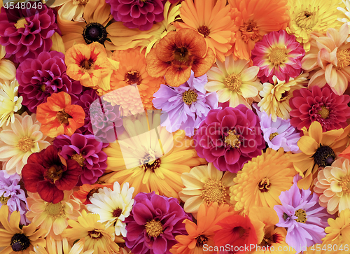 Image of Flower background of garden blooms 