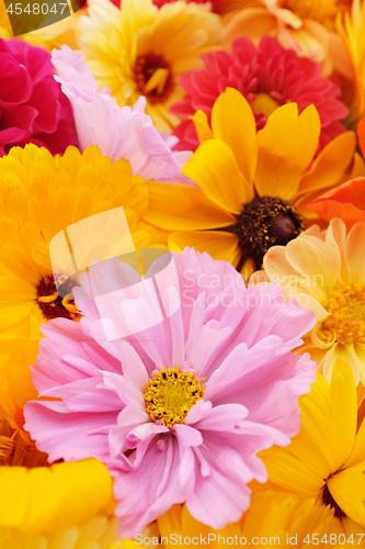 Image of Pale pink cosmos flower with yellow calendulas and rudbeckias