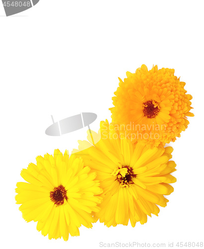 Image of Three yellow and orange calendula flowers on white