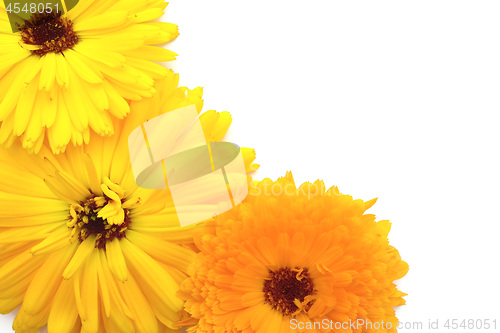 Image of Bright yellow and orange calendula flowers on white