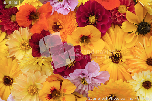 Image of Floral background of flowers in shades of yellow and red