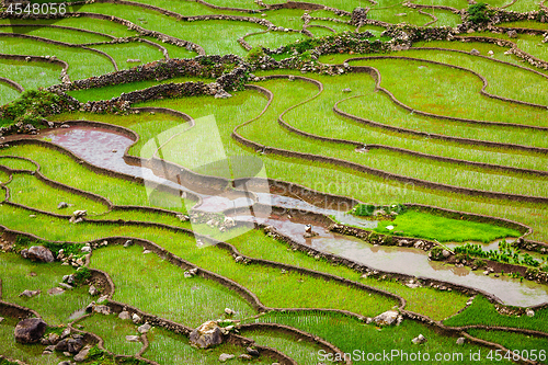 Image of Rice field terraces, Vietnam