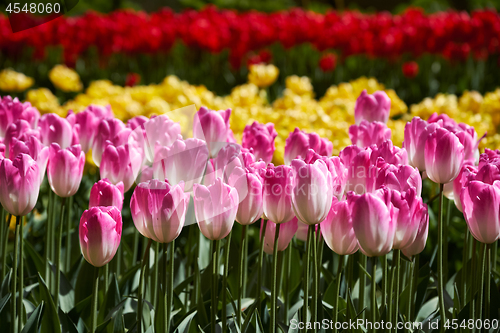 Image of Blooming tulips flowerbed in Keukenhof flower garden, Netherland