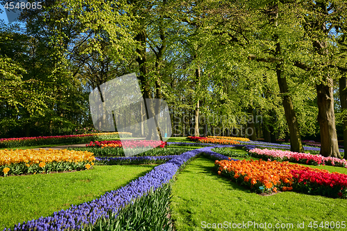 Image of Blooming tulips flowerbeds in Keukenhof flower garden, Netherlan