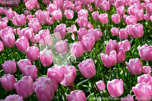 Image of Blooming tulips flowerbed in Keukenhof flower garden, Netherland