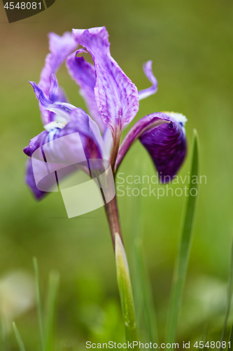 Image of Himalayan Iris close up 