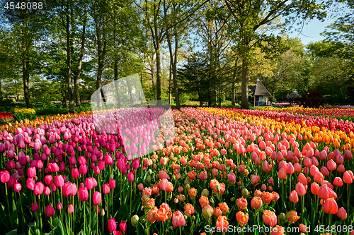 Image of Blooming tulips flowerbed in Keukenhof flower garden, Netherland