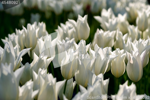 Image of Blooming tulips flowerbed in Keukenhof flower garden, Netherland