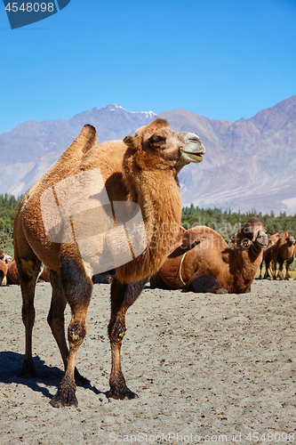 Image of Camels in Nubra vally, Ladakh