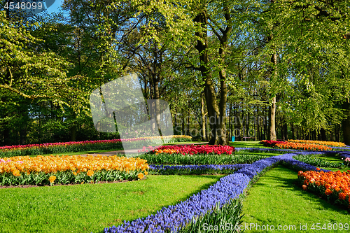 Image of Blooming tulips flowerbeds in Keukenhof flower garden, Netherlan