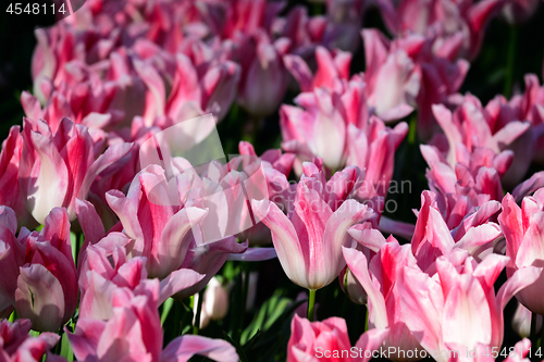 Image of Blooming tulips flowerbed in Keukenhof flower garden, Netherland