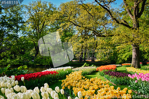 Image of Blooming tulips flowerbeds in Keukenhof flower garden, Netherlan