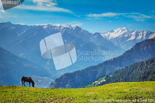 Image of Horse in mountains. Himachal Pradesh, India