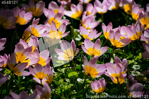 Image of Blooming tulips flowerbed in Keukenhof flower garden, Netherland