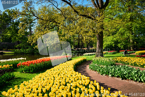 Image of Blooming tulips flowerbeds in Keukenhof flower garden, Netherlan