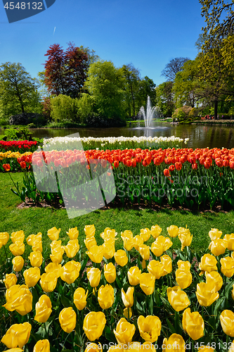 Image of Blooming tulips flowerbed in Keukenhof flower garden, Netherland