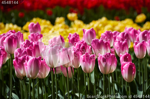 Image of Blooming tulips flowerbed in Keukenhof flower garden, Netherland