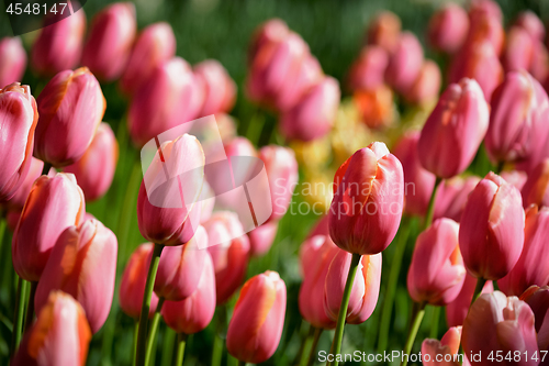 Image of Blooming tulips flowerbed in Keukenhof flower garden, Netherland