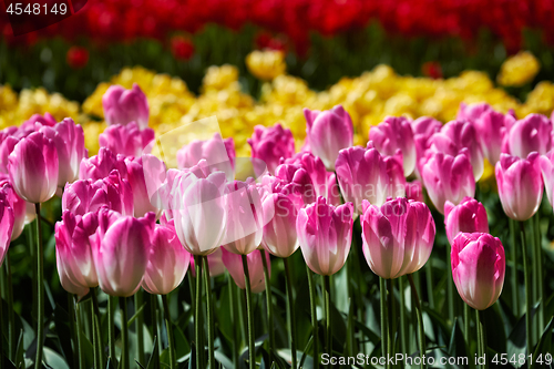 Image of Blooming tulips flowerbed in Keukenhof flower garden, Netherland