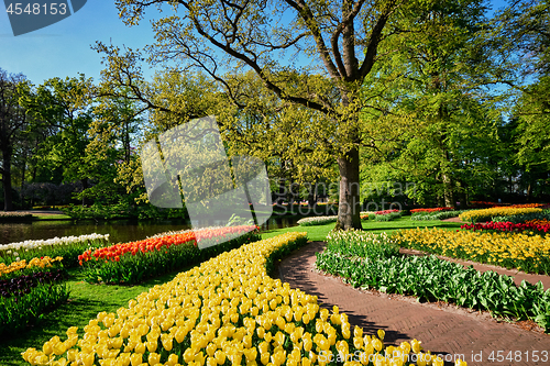 Image of Blooming tulips flowerbeds in Keukenhof flower garden, Netherlan