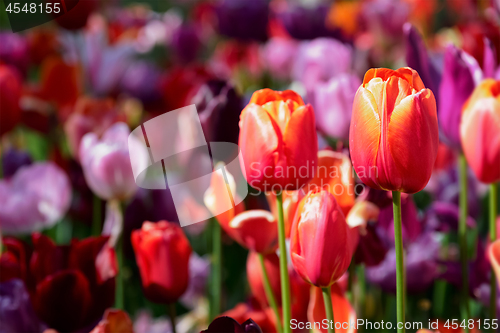 Image of Blooming tulips flowerbed in Keukenhof flower garden, Netherland