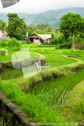 Image of Lush green rice field or paddy in Bali