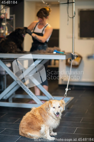 Image of pet hairdresser woman cutting fur of cute black dog