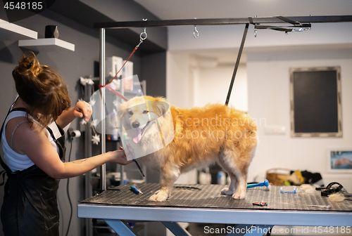 Image of pet hairdresser woman cutting fur of cute yellow dog