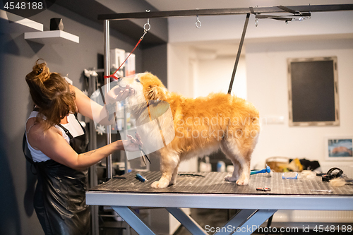 Image of pet hairdresser woman cutting fur of cute yellow dog