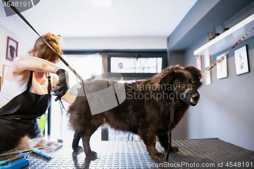 Image of pet hairdresser woman cutting fur of cute black dog