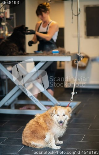 Image of pet hairdresser woman cutting fur of cute black dog