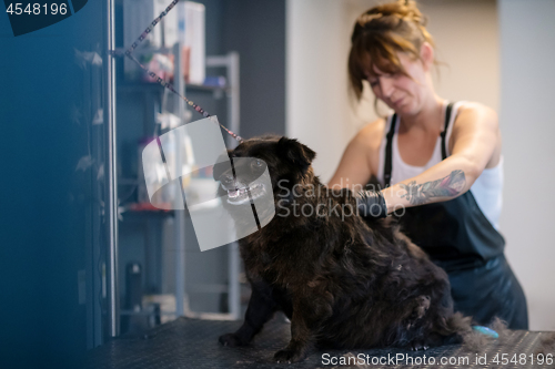 Image of pet hairdresser woman cutting fur of cute black dog