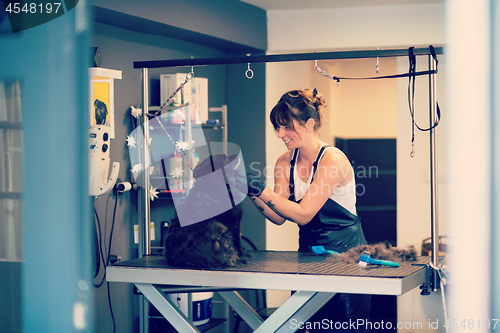 Image of pet hairdresser woman cutting fur of cute black dog