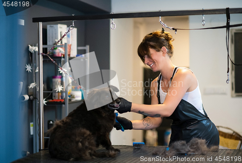 Image of pet hairdresser woman cutting fur of cute black dog