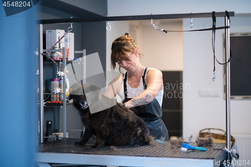 Image of pet hairdresser woman cutting fur of cute black dog