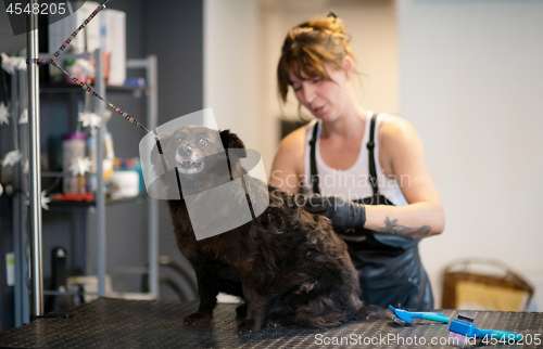 Image of pet hairdresser woman cutting fur of cute black dog