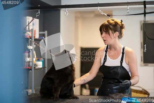 Image of pet hairdresser woman cutting fur of cute black dog