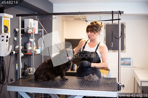 Image of pet hairdresser woman cutting fur of cute black dog