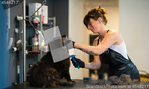 Image of pet hairdresser woman cutting fur of cute black dog