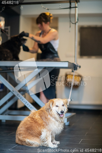 Image of pet hairdresser woman cutting fur of cute black dog