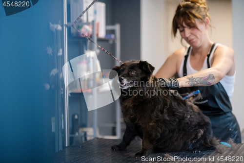 Image of pet hairdresser woman cutting fur of cute black dog