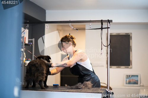 Image of pet hairdresser woman cutting fur of cute black dog