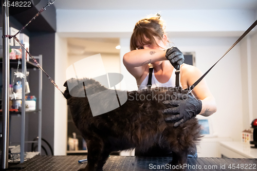 Image of pet hairdresser woman cutting fur of cute black dog