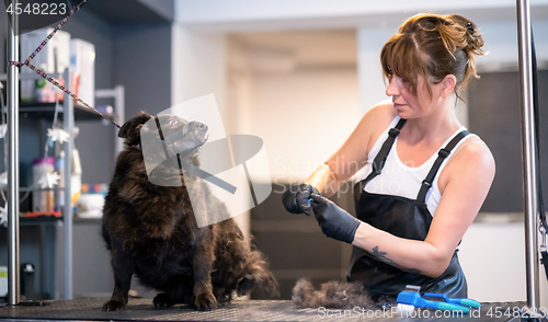 Image of pet hairdresser woman cutting fur of cute black dog