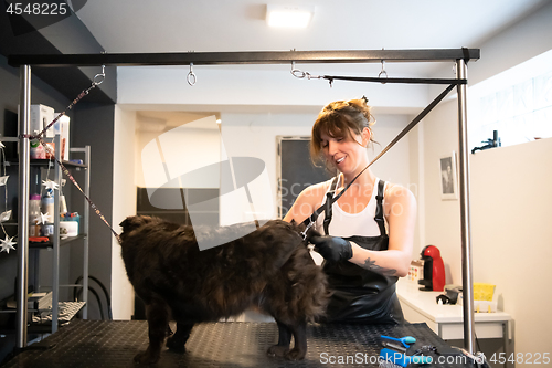 Image of pet hairdresser woman cutting fur of cute black dog