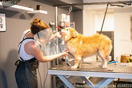 Image of pet hairdresser woman cutting fur of cute yellow dog