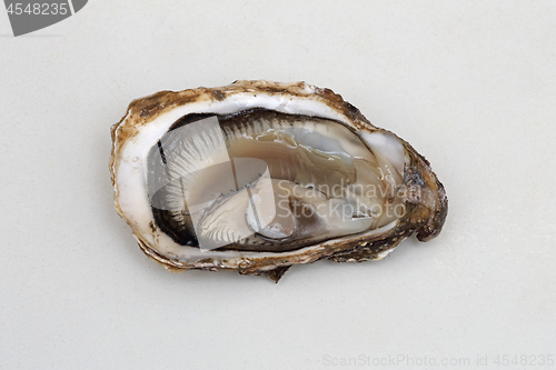 Image of Open Oyster