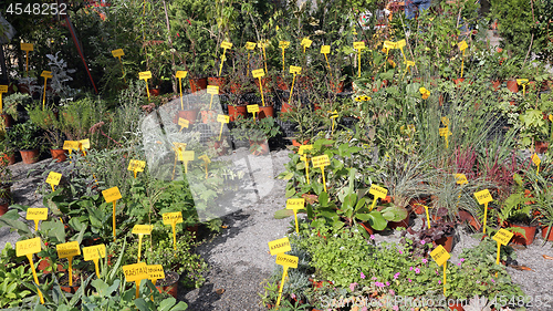 Image of Herbs and Spices Plants